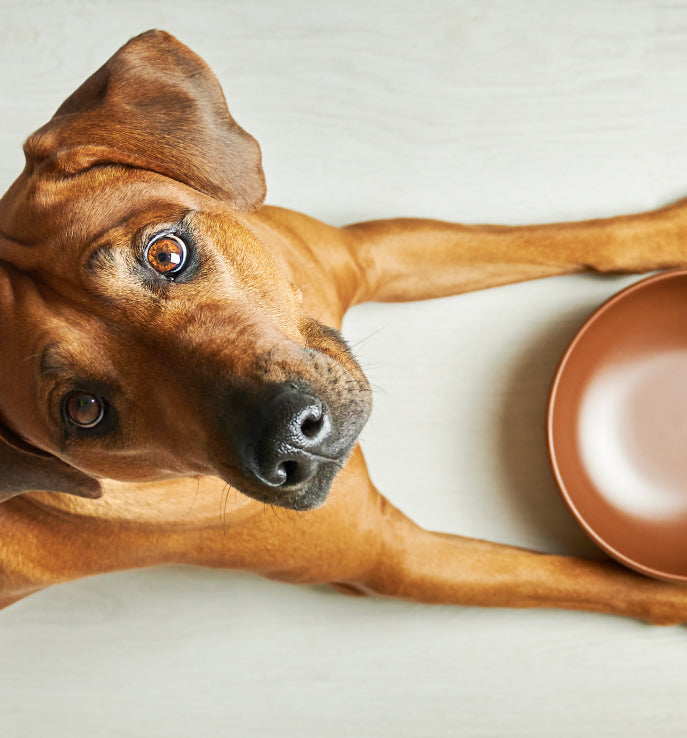 Hungry brown dog with soulful eyes staring up next to an empty food bowl on a light floor — highlighting the need for transparency and quality in pet nutrition, a core mission of Little Lupo.